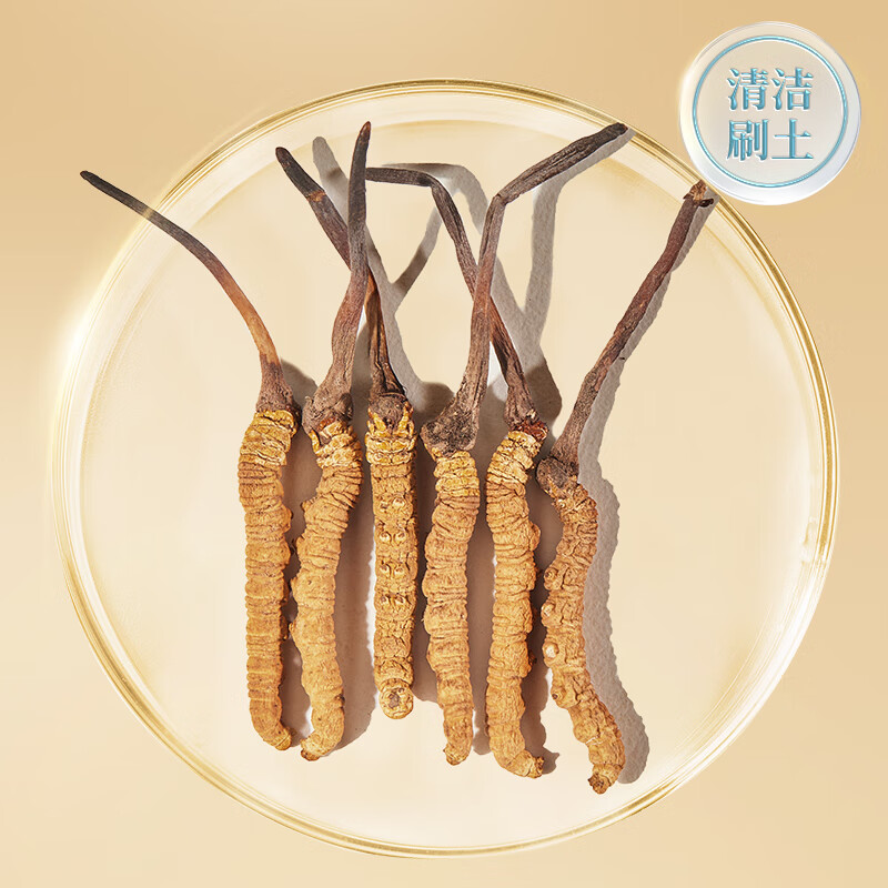 北京同仁堂 冬虫夏草 西藏虫草