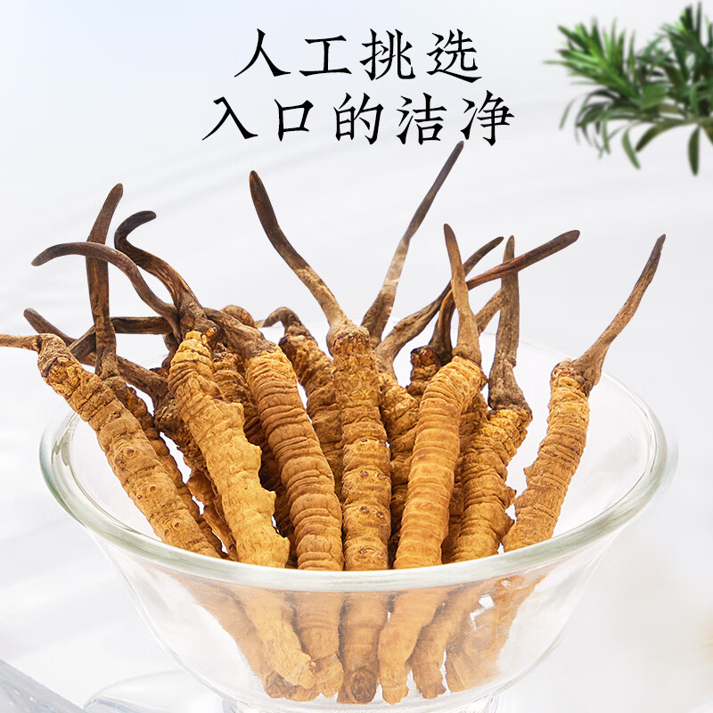 北京同仁堂 冬虫夏草 西藏虫草